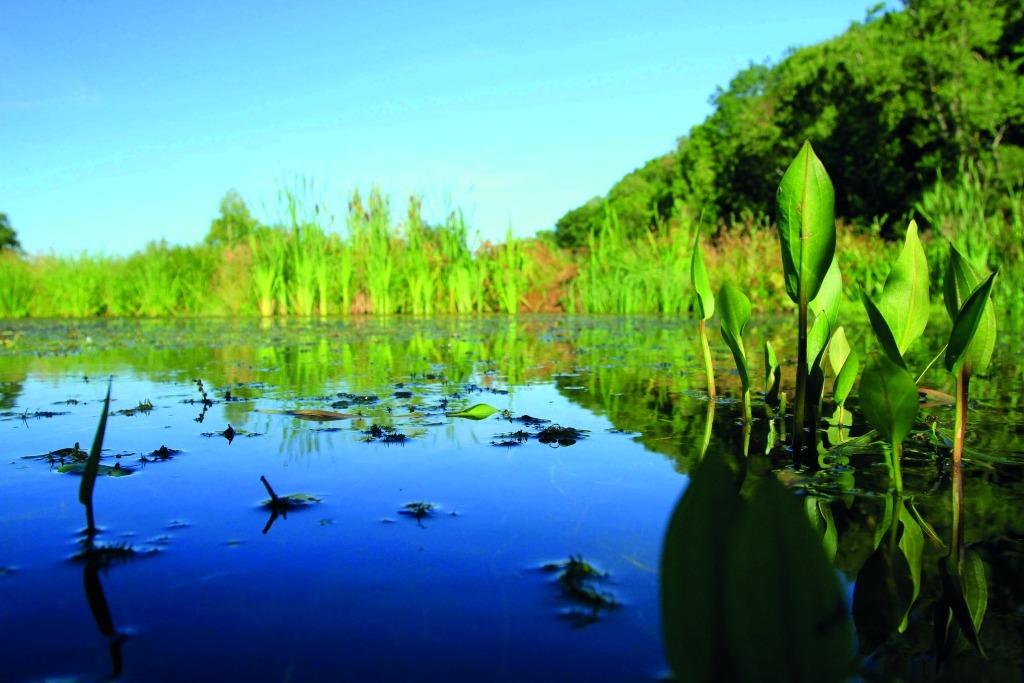 Zone humide © Aurélien Mathevon